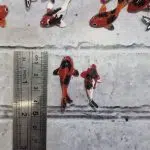 ماهی خمیری - Image 3