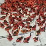 ماهی خمیری - Image 2