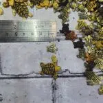 ماکت لاکپشت - Image 3